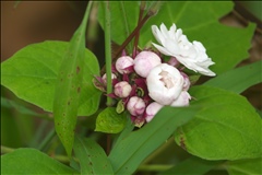 Clerodendrum chinense P0601143a.jpg
