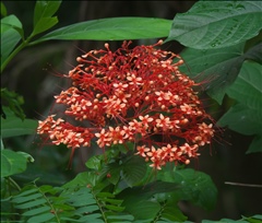 Clerodendrum P0601246a.jpg
