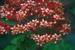 Clerodendrum P0601247a.jpg