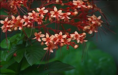 Clerodendrum P0601248a.jpg