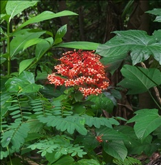 Clerodendrum P0601249a.jpg