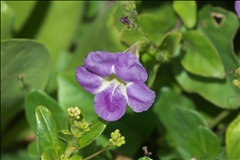 Asystasia gangetica P0601980a.jpg