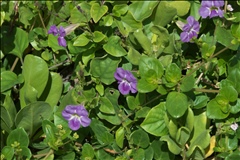 Asystasia gangetica P0601981a.jpg