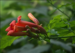 Campsis radicans P0602787a.jpg
