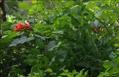 Campsis radicans P0602788a.jpg
