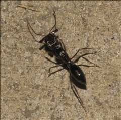 Odontomachus simillimus PG974234a.jpg