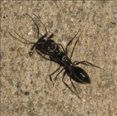 Odontomachus simillimus PG974236a.jpg