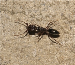 Odontomachus simillimus PG974237a.jpg
