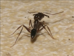 Odontomachus simillimus PG974247a.jpg