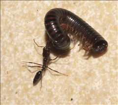 Odontomachus simillimus PG974252a.jpg