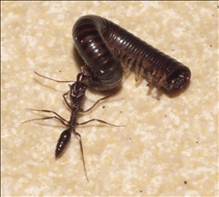 Odontomachus simillimus PG974253a.jpg