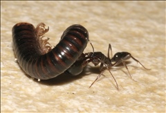 Odontomachus simillimus PG974254a.jpg