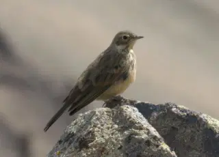 Red Cloud, Colorado, August 2011