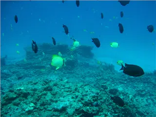 Midway Underwater