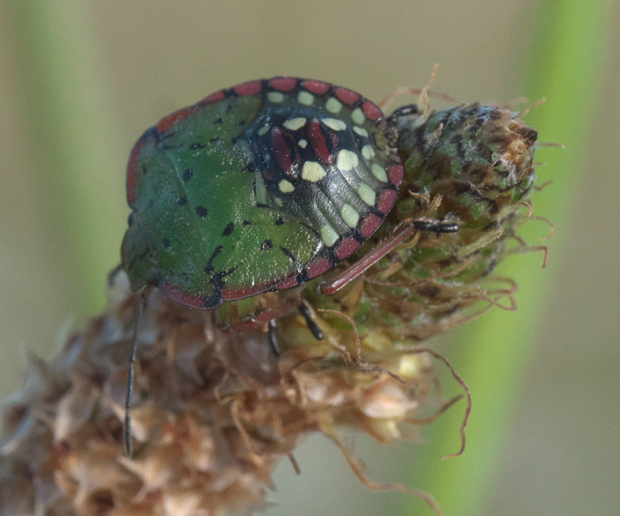 Some New Zealand Bugs