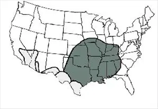 fiddlebackrange.jpg