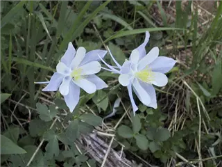 small_columbine.webp