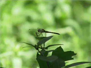 small_dragonfly.webp