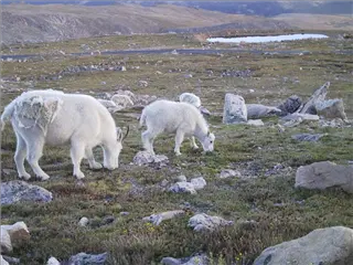 small_mountaingoats.webp