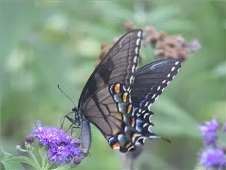 small_swallowtail.webp