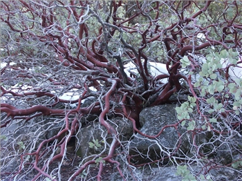 PICT1298.jpg, 1600x1200 PICT1298.jpg