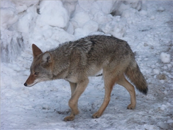 PICT1428.jpg, 1600x1200 PICT1428.jpg